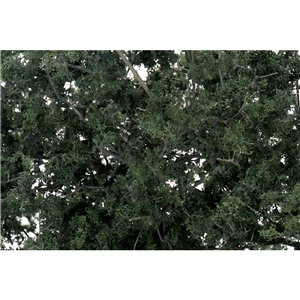 Dark Green Fine Leaf Foliage