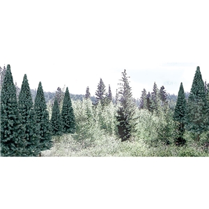 "2""-4"" Ready Made Blue Spruce Value Pack (18/Pk)"