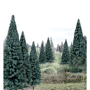 "4""-6"" Ready Made Blue Spruce Value Pack (13/Pk)"