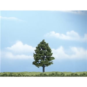 "4"" Premium Sweetgum (1/Pk)"